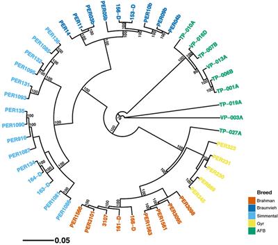 Genetic diversity and population structure of a Peruvian cattle herd using SNP data